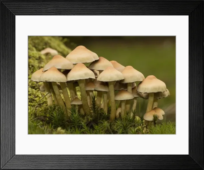 Framed Print : Sulphur tuft fungi on wood Framed Print : Sulphur tuft fungi on wood