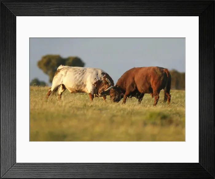 Framed Print : Domestic Bulls - two animals fighting on pasture, Alentejo, Portugal Framed Print : Domestic Bulls - two animals fighting on pasture, Alentejo, Portugal