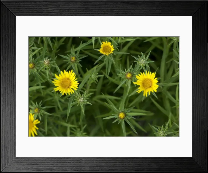 Framed Print : A fleabane (Inula ensifolia) in flower, east Europe Framed Print : A fleabane (Inula ensifolia) in flower, east Europe