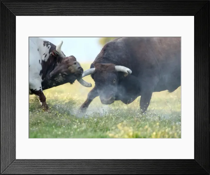 Framed Print : Domestic Bulls - two animals fighting on pasture, Alentejo, Portugal Framed Print : Domestic Bulls - two animals fighting on pasture, Alentejo, Portugal