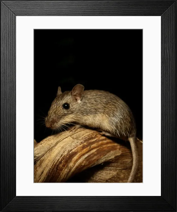 Framed Print : California Pocket Mouse MOP 370 C Chaetodipus californicus © Moose Peterson / ARDEA LONDON Framed Print : California Pocket Mouse MOP 370 C Chaetodipus californicus © Moose Peterson / ARDEA LONDON