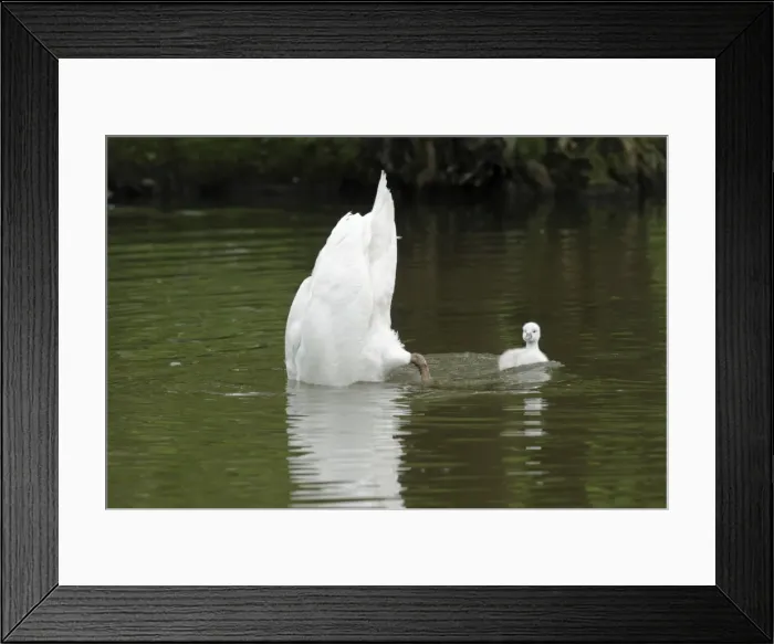 Framed Print : Mute Swan - adult upending with cygnet on lake - Hessen - Germany Framed Print : Mute Swan - adult upending with cygnet on lake - Hessen - Germany