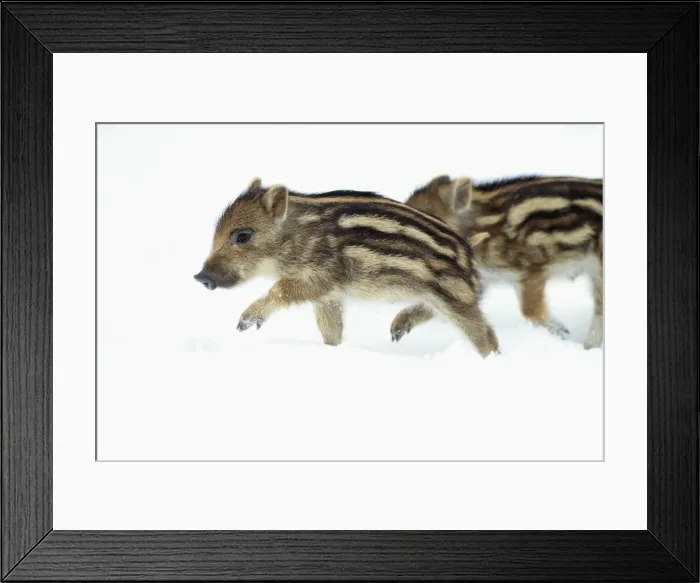 Framed Print : European Wild Pig / Boar - two piglets in snow - Hessen - Germany Framed Print : European Wild Pig / Boar - two piglets in snow - Hessen - Germany