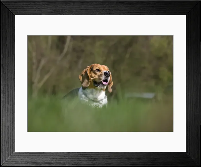 Framed Print : Dog - Beagle Framed Print : Dog - Beagle