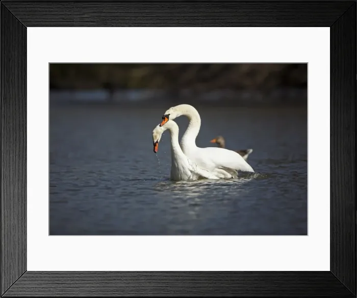 Framed Print : Mute Swan - pair mating on lake - Hessen - Germany Framed Print : Mute Swan - pair mating on lake - Hessen - Germany