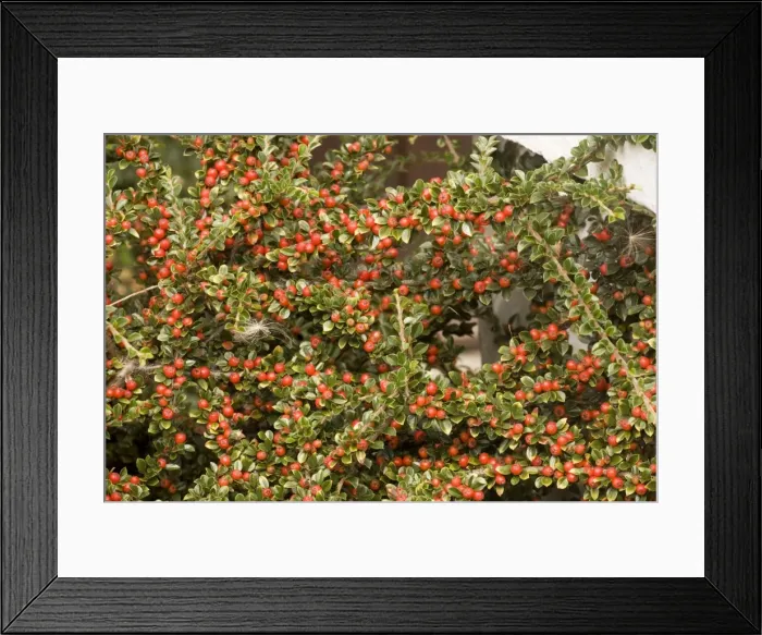 Framed Print : Wall cotoneaster in fruit Framed Print : Wall cotoneaster in fruit