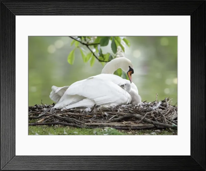 Framed Print : Mute Swan - adult with cygnet at nest - Hessen - Germany Framed Print : Mute Swan - adult with cygnet at nest - Hessen - Germany