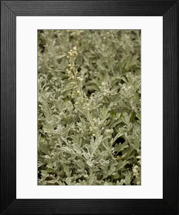 Framed Print : Beach wormwood (Artemisia stelleriana); from Japan, naturalised in UK