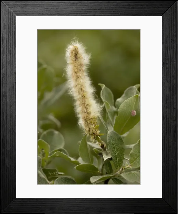 Framed Print : Woolly willow (Salix lanata), Sweden