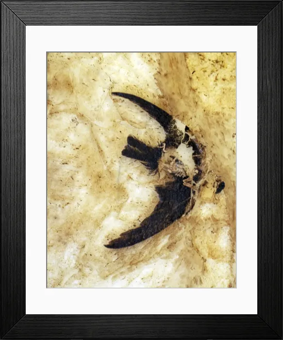 Framed Print : Fossil Martin from the Messel lake deposit, Germany, 49 million years ago Framed Print : Fossil Martin from the Messel lake deposit, Germany, 49 million years ago