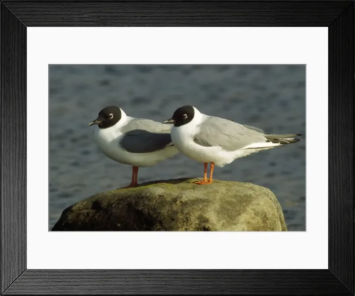 Framed Print : Bonaparte's Gull - pair Framed Print : Bonaparte's Gull - pair