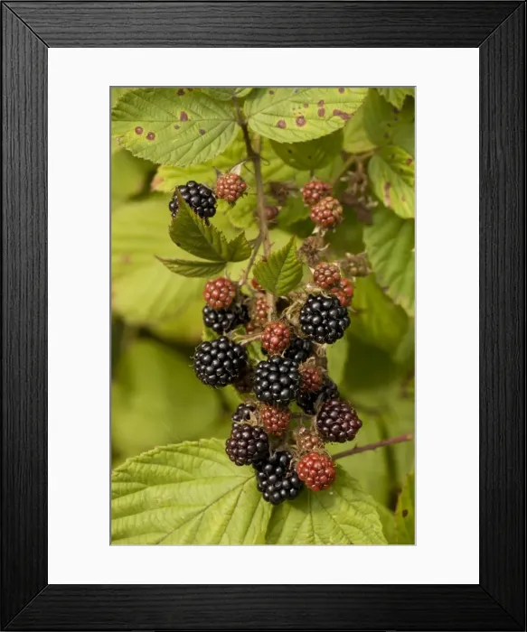 Framed Print : Blackberries in fruit Framed Print : Blackberries in fruit