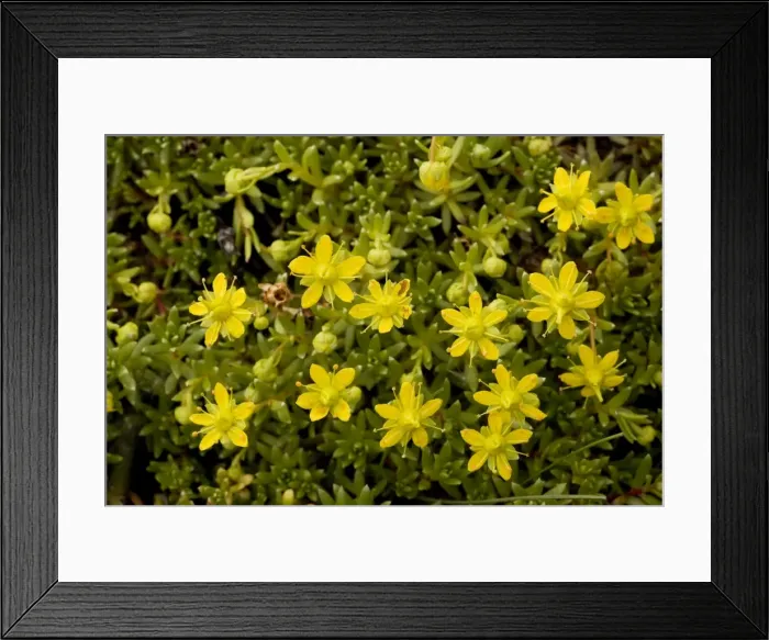 Framed Print : Yellow saxifrage (Saxifraga aizoides). Montane plant in UK Framed Print : Yellow saxifrage (Saxifraga aizoides). Montane plant in UK