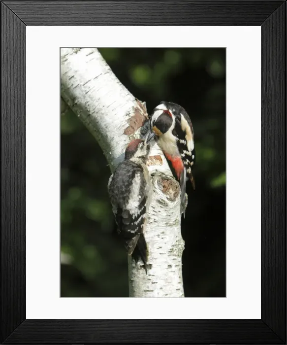 Framed Print : Great Spotted Woodpecker - feeding juvenile bird - on birch tree stem - Lower Saxony - Germany Framed Print : Great Spotted Woodpecker - feeding juvenile bird - on birch tree stem - Lower Saxony - Germany