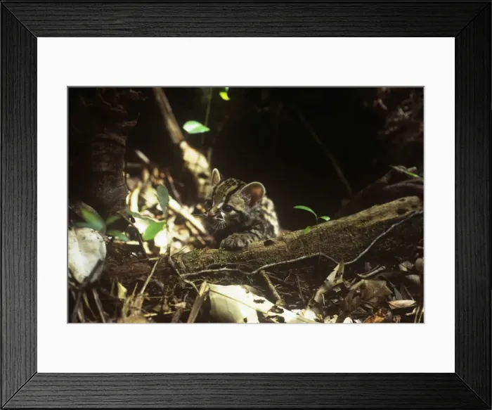 Framed Print : Little Spotted Cat - kitten in entrance to den - Amazonia, Brazil, S. America Framed Print : Little Spotted Cat - kitten in entrance to den - Amazonia, Brazil, S. America