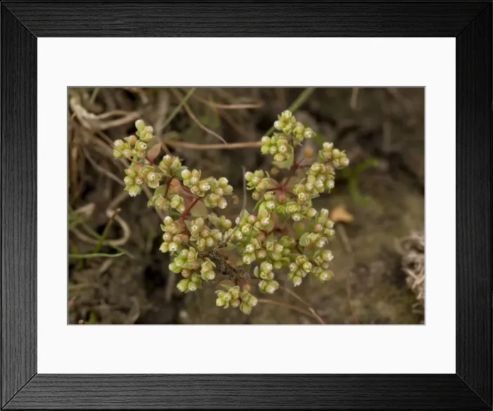 Framed Print : All-seed. ROG-12753. All-seed. Radiola linoides Framed Print : All-seed. ROG-12753. All-seed. Radiola linoides