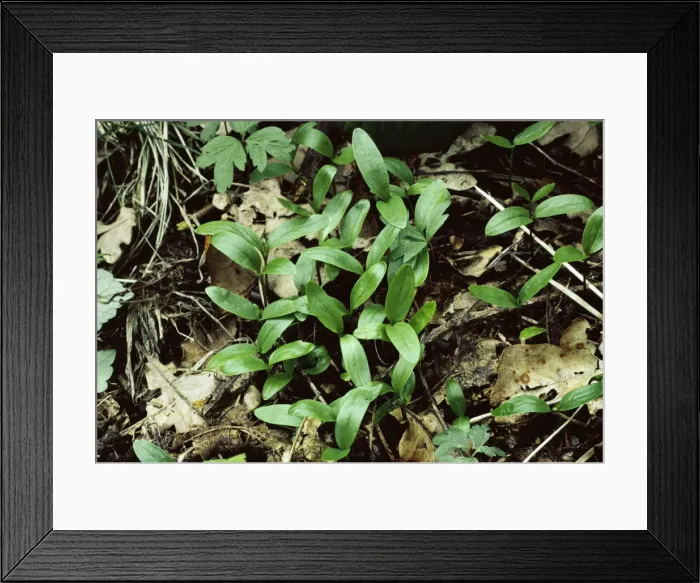 Framed Print : Seedlings of Ash ROG 1189 Chesire Fraxinus excelsior © Bob Gibbons / ARDEA LONDON Framed Print : Seedlings of Ash ROG 1189 Chesire Fraxinus excelsior © Bob Gibbons / ARDEA LONDON