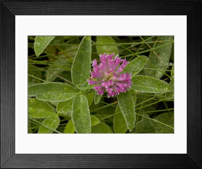 Framed Print : Zig-zag clover (Trifolium medium), after rain, Dorset Framed Print : Zig-zag clover (Trifolium medium), after rain, Dorset