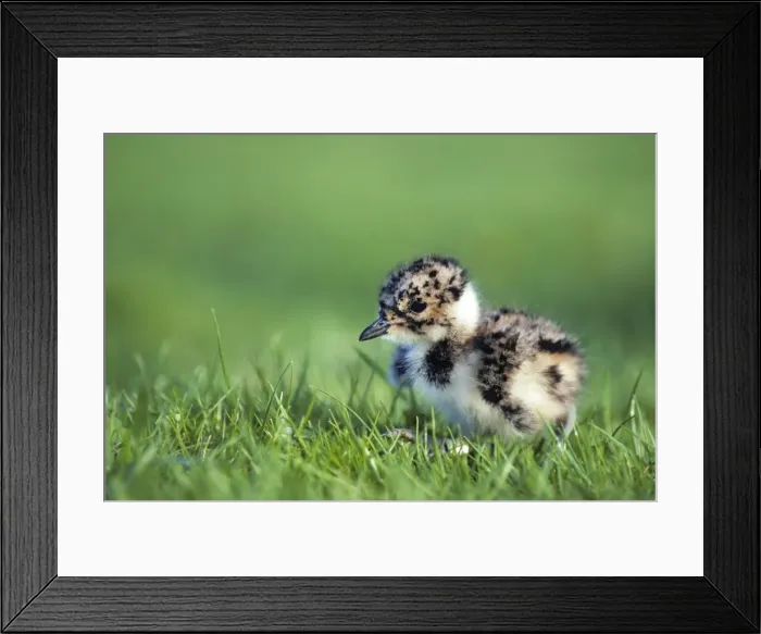 Framed Print : Northern Lapwing - chick Framed Print : Northern Lapwing - chick