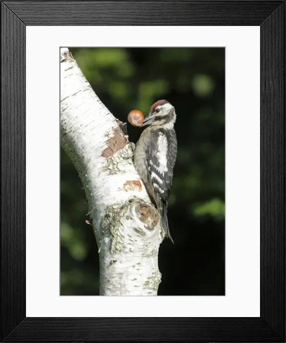 Framed Print : Great Spotted Woodpecker - juvenile bird with hazelnut - on birch tree stem - Lower Saxony - Germany Framed Print : Great Spotted Woodpecker - juvenile bird with hazelnut - on birch tree stem - Lower Saxony - Germany