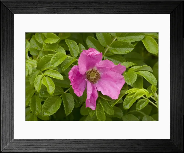 Framed Print : Japanese rose (Rosa rugosa) in flower. Garden Framed Print : Japanese rose (Rosa rugosa) in flower. Garden