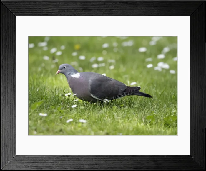 Framed Print : Woodpigeon - feeding on lawn - Hessen- Germany Framed Print : Woodpigeon - feeding on lawn - Hessen- Germany