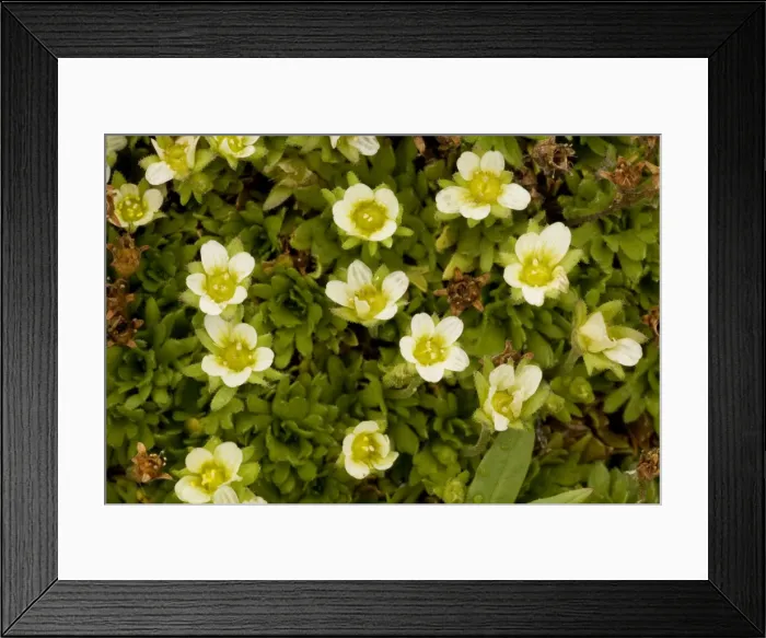 Framed Print : A form of tufted saxifrage (Saxifraga caespitosa ssp. uniflora); Norway Framed Print : A form of tufted saxifrage (Saxifraga caespitosa ssp. uniflora); Norway
