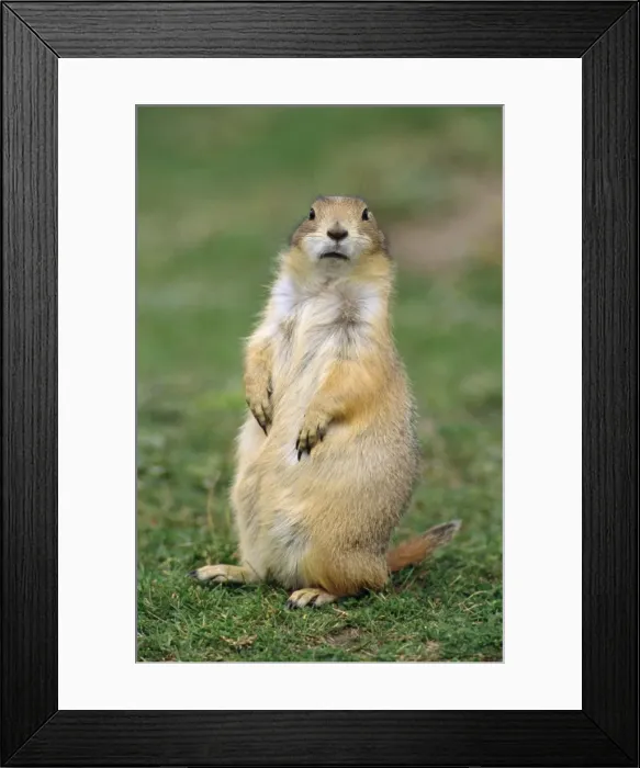 Framed Print : Black-tailed Prairie Dog Framed Print : Black-tailed Prairie Dog