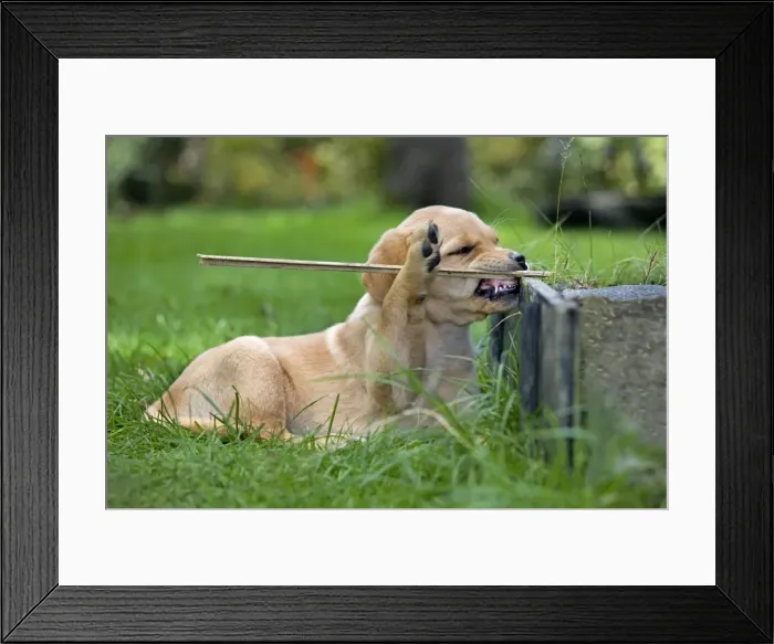 Framed Print : Dog - Labrador puppy - playing with stick in garden Framed Print : Dog - Labrador puppy - playing with stick in garden