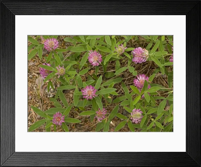 Framed Print : Zig-zag clover (Trifolium medium), Dorset Framed Print : Zig-zag clover (Trifolium medium), Dorset