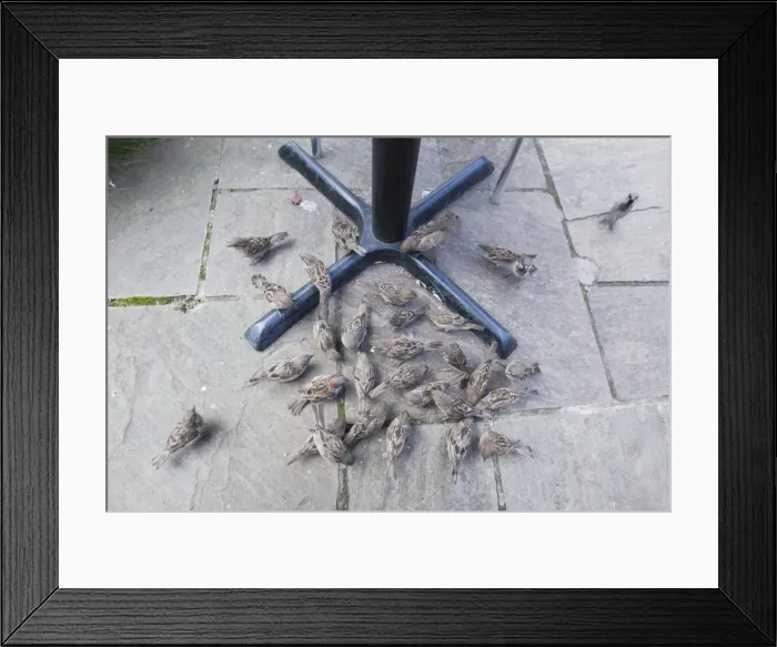 Framed Print : House Sparrow - flock feeding on crumbs under restaurant table - Northumberland - England Framed Print : House Sparrow - flock feeding on crumbs under restaurant table - Northumberland - England