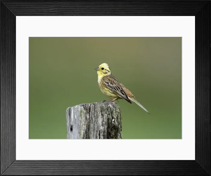 Framed Print : Yellowhammer - male perched on post - Hessen- Germany Framed Print : Yellowhammer - male perched on post - Hessen- Germany