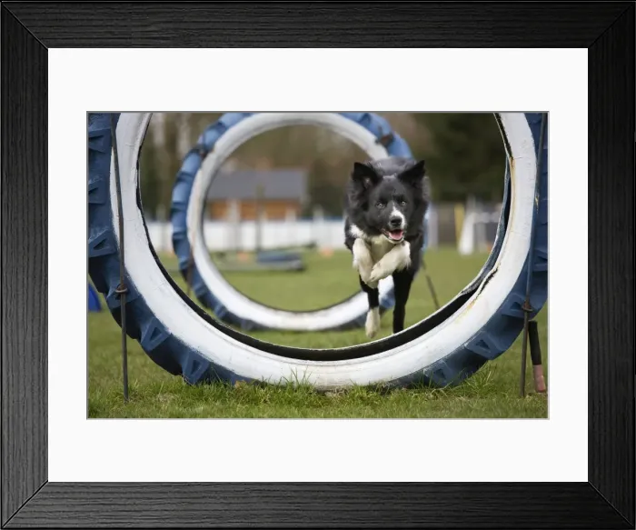 Framed Print : Dog Agility - Border Collie running and jumping through big tyres