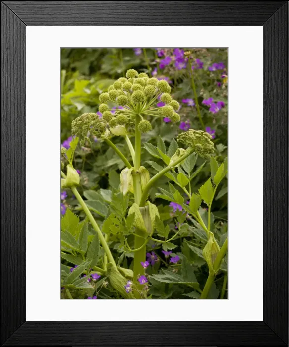 Framed Print : Garden Angelica (Angelica archangelica) grows wild in Scandinavia. Swedn Framed Print : Garden Angelica (Angelica archangelica) grows wild in Scandinavia. Swedn
