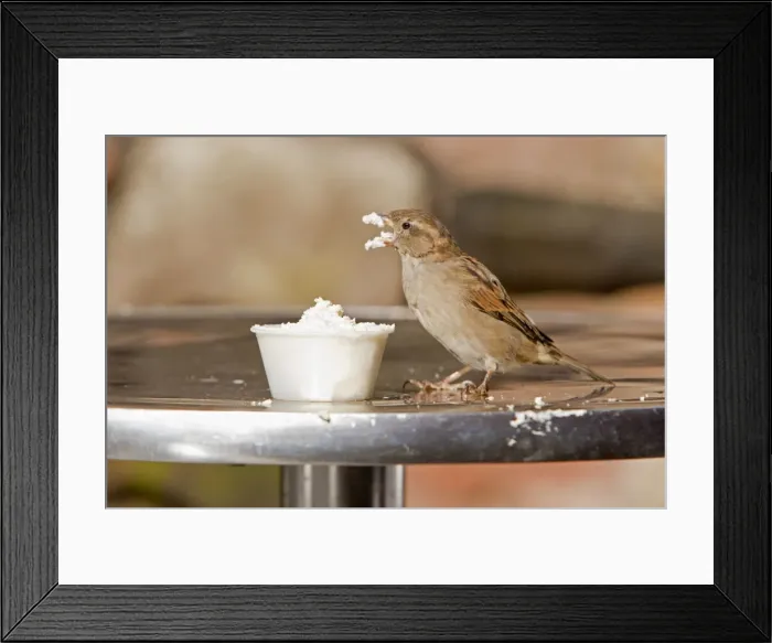 Framed Print : House Sparrow - female feeding on cream at restuarant table - Northumberland - England Framed Print : House Sparrow - female feeding on cream at restuarant table - Northumberland - England