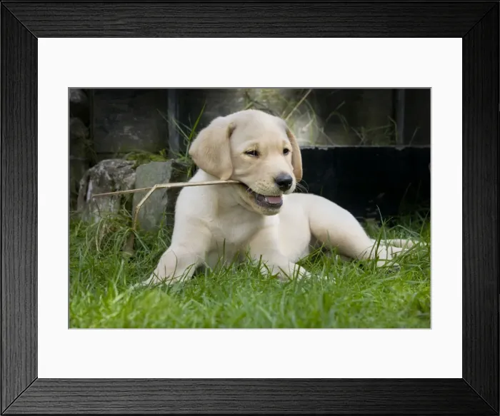 Framed Print : Dog - Labrador puppy - playing with stick in garden Framed Print : Dog - Labrador puppy - playing with stick in garden