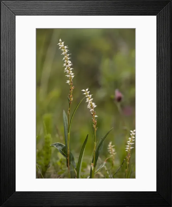 Framed Print : Alpine bistort ( Polygonum vivipara) in flower, with bulbils below flowers. Rare in UK Framed Print : Alpine bistort ( Polygonum vivipara) in flower, with bulbils below flowers. Rare in UK