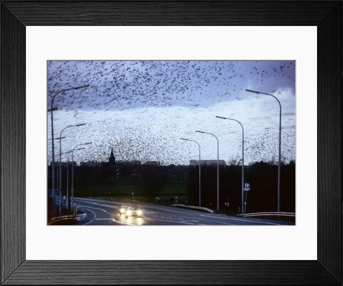 Framed Print : Starlings - flock in flight above road