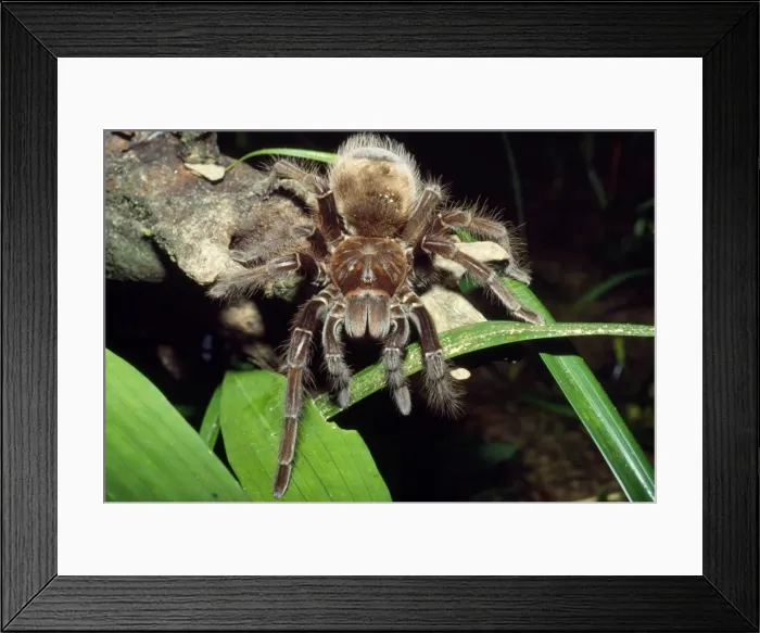 Framed Print : Bird-eating Tarantula - largest Tarantula in the world - rainforest - Amazonas