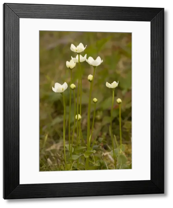 Framed Print : Grass of Parnassus (Parnassia palustris) in flower. Scotland Framed Print : Grass of Parnassus (Parnassia palustris) in flower. Scotland