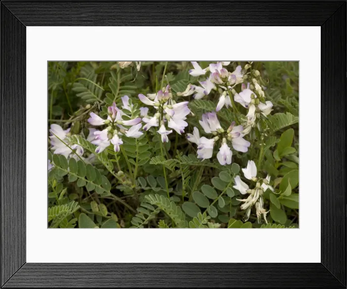 Framed Print : Alpine milk-vetch (Astragalus alpinus); arctic-alpine flower Framed Print : Alpine milk-vetch (Astragalus alpinus); arctic-alpine flower
