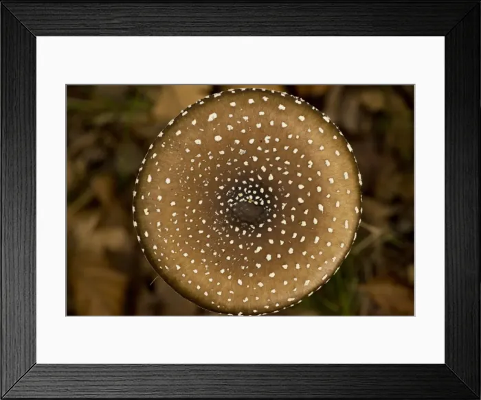 Framed Print : Panther cap fungus Framed Print : Panther cap fungus