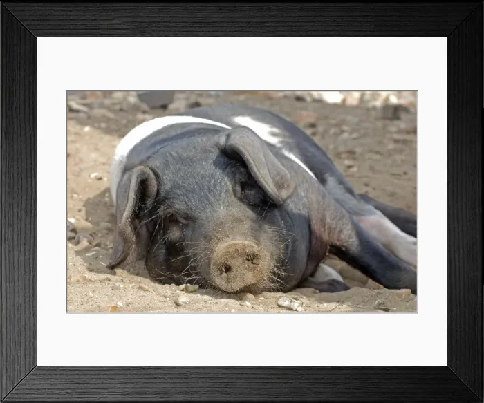 Framed Print : Saddleback Pig - sunbathing Framed Print : Saddleback Pig - sunbathing