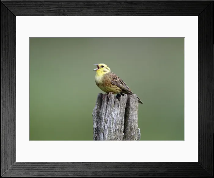 Framed Print : Yellowhammer - male singinging from post - Hessen- Germany Framed Print : Yellowhammer - male singinging from post - Hessen- Germany