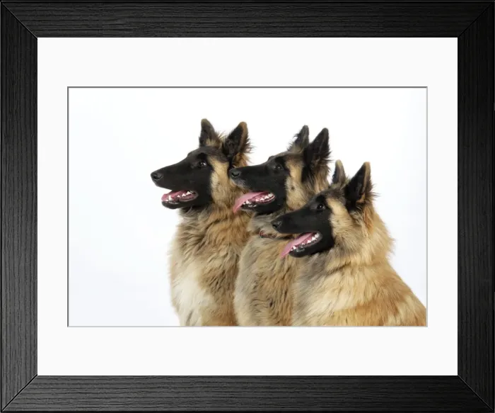 Framed Print : Tervuren Dog ( Belgian shepherd ) Framed Print : Tervuren Dog ( Belgian shepherd )