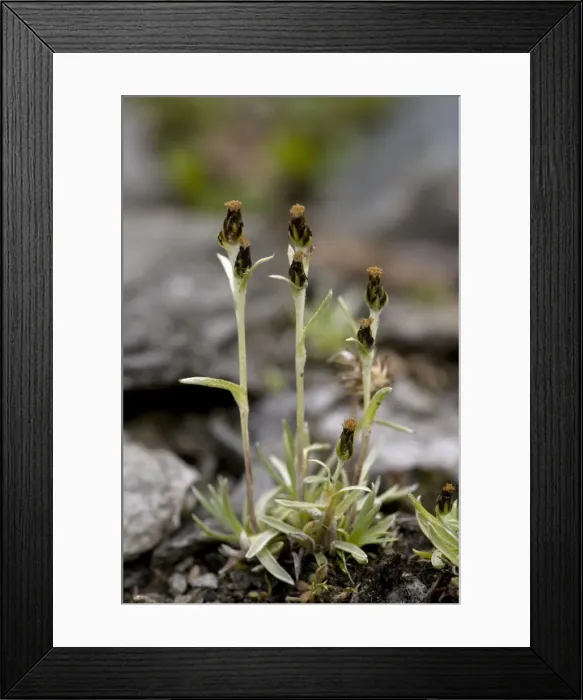 Framed Print : Dwarf cudweed (Gnaphalium supinum = Omalotheca supina) in flower. Uncommon in Scotland Framed Print : Dwarf cudweed (Gnaphalium supinum = Omalotheca supina) in flower. Uncommon in Scotland