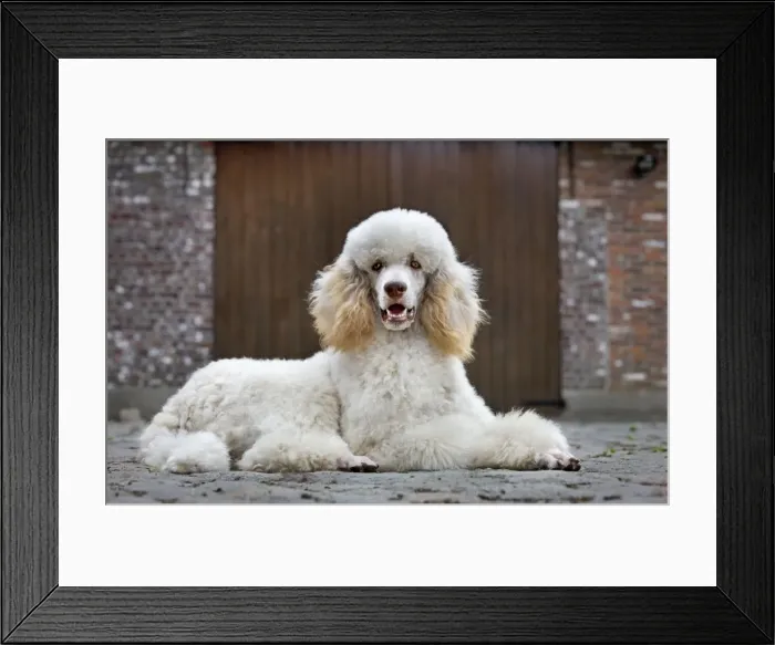 Framed Print : Dog - Standard Poodle Framed Print : Dog - Standard Poodle