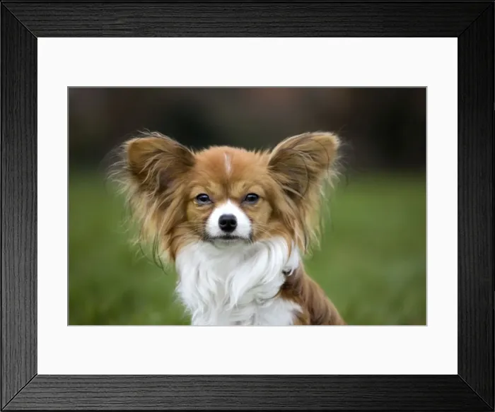 Framed Print : Dog - Papillon Dog Framed Print : Dog - Papillon Dog
