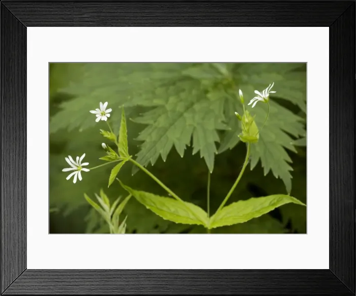 Framed Print : Wood stitchwort (Stellaria nemorum) in flower. Durham Framed Print : Wood stitchwort (Stellaria nemorum) in flower. Durham