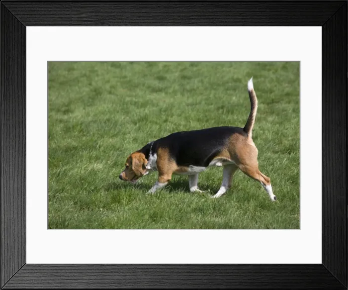 Framed Print : Dog - Beagle walking in garden